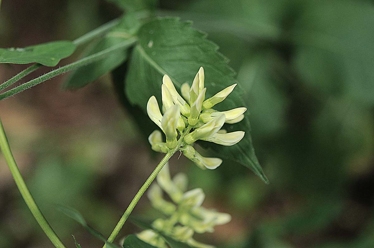 Astragalus glycyphyllos / Astragalo falsa-liquerizia