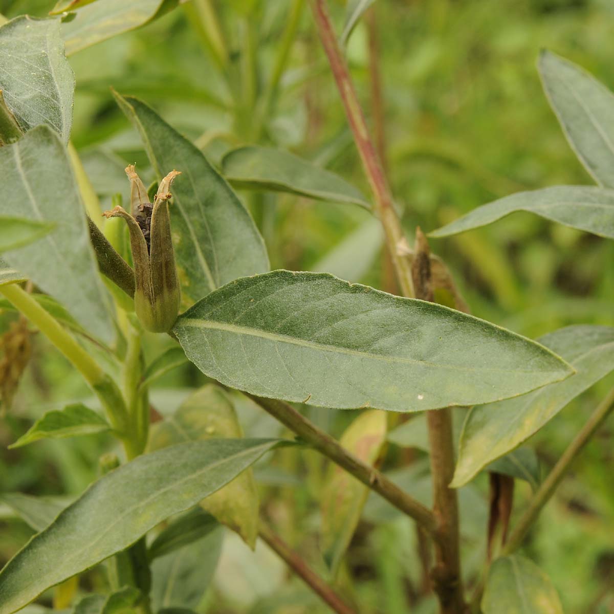 Oenothera biennis / Enagra comune