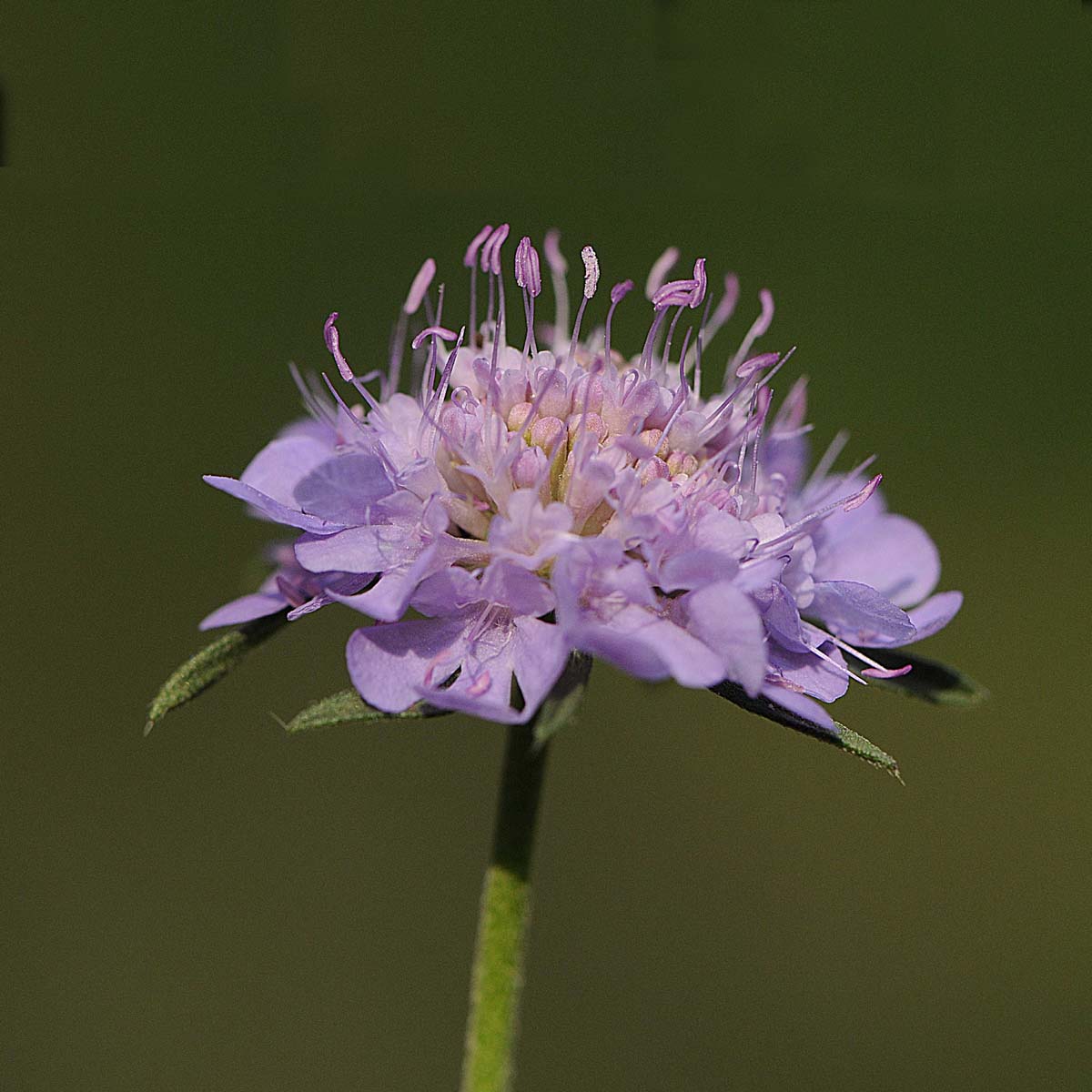 Scabiosa da determinare