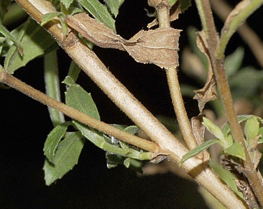Epilobium hirsutum