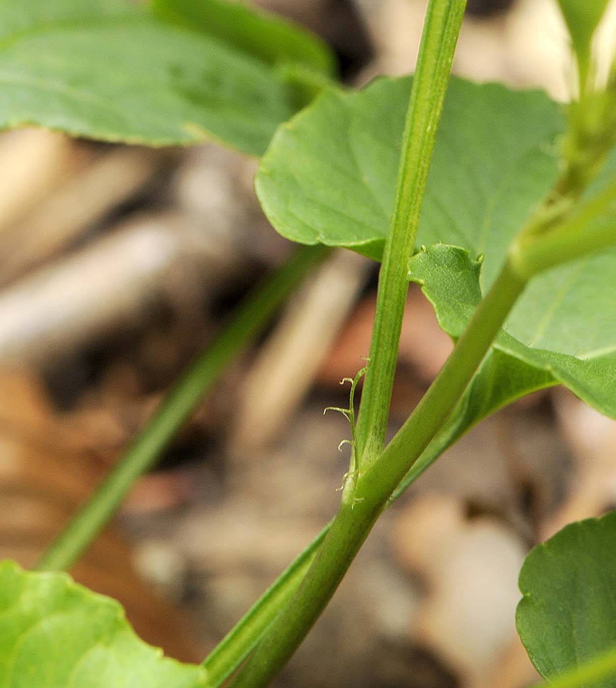 Viola reichenbachiana / Viola silvestre