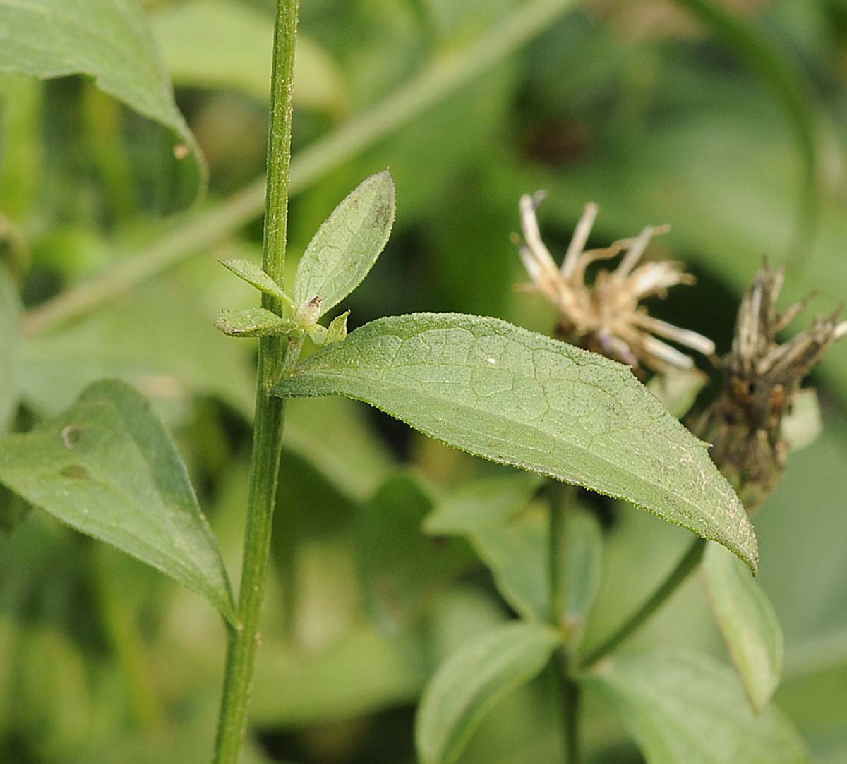Centaurea nigrescens / Fiordaliso nerastro