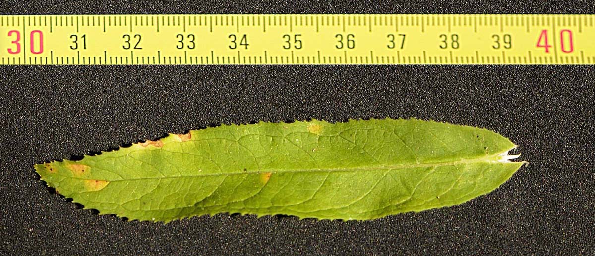 Epilobium hirsutum