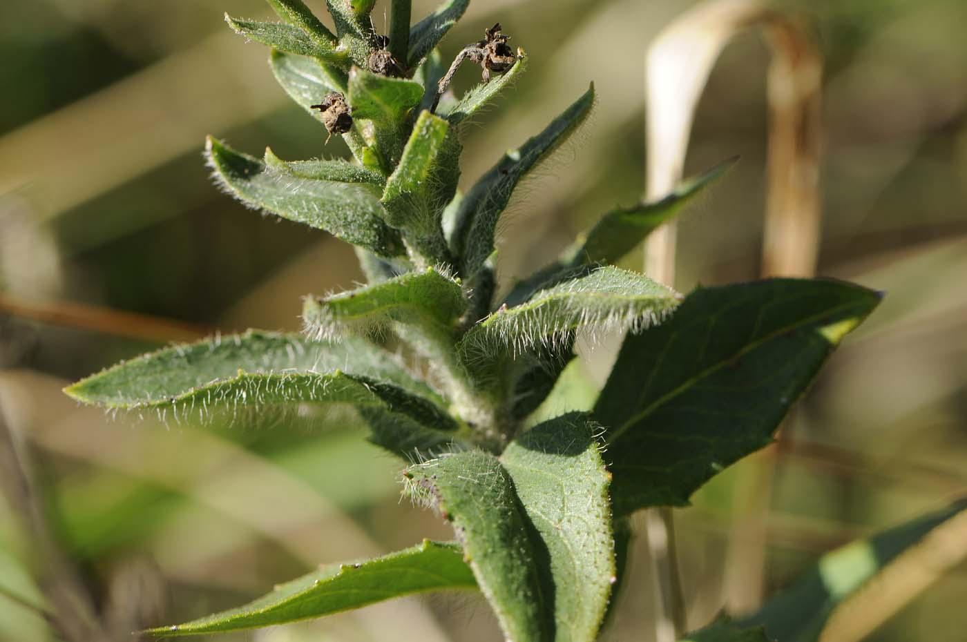 Asteracea da determinare - Hieracium sp.