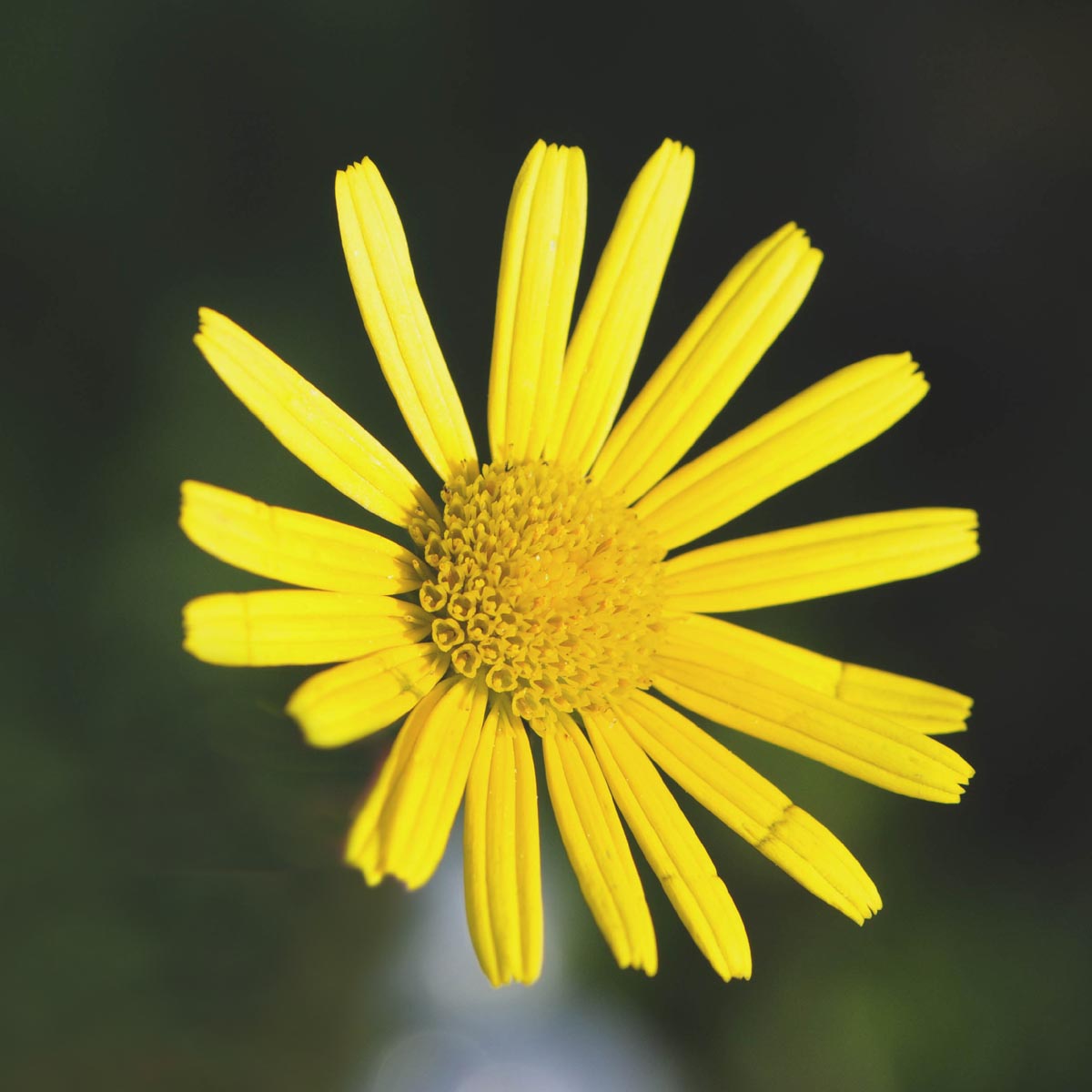 Buphthalmum salicifolium subsp salicifolium / Asteroide salicina