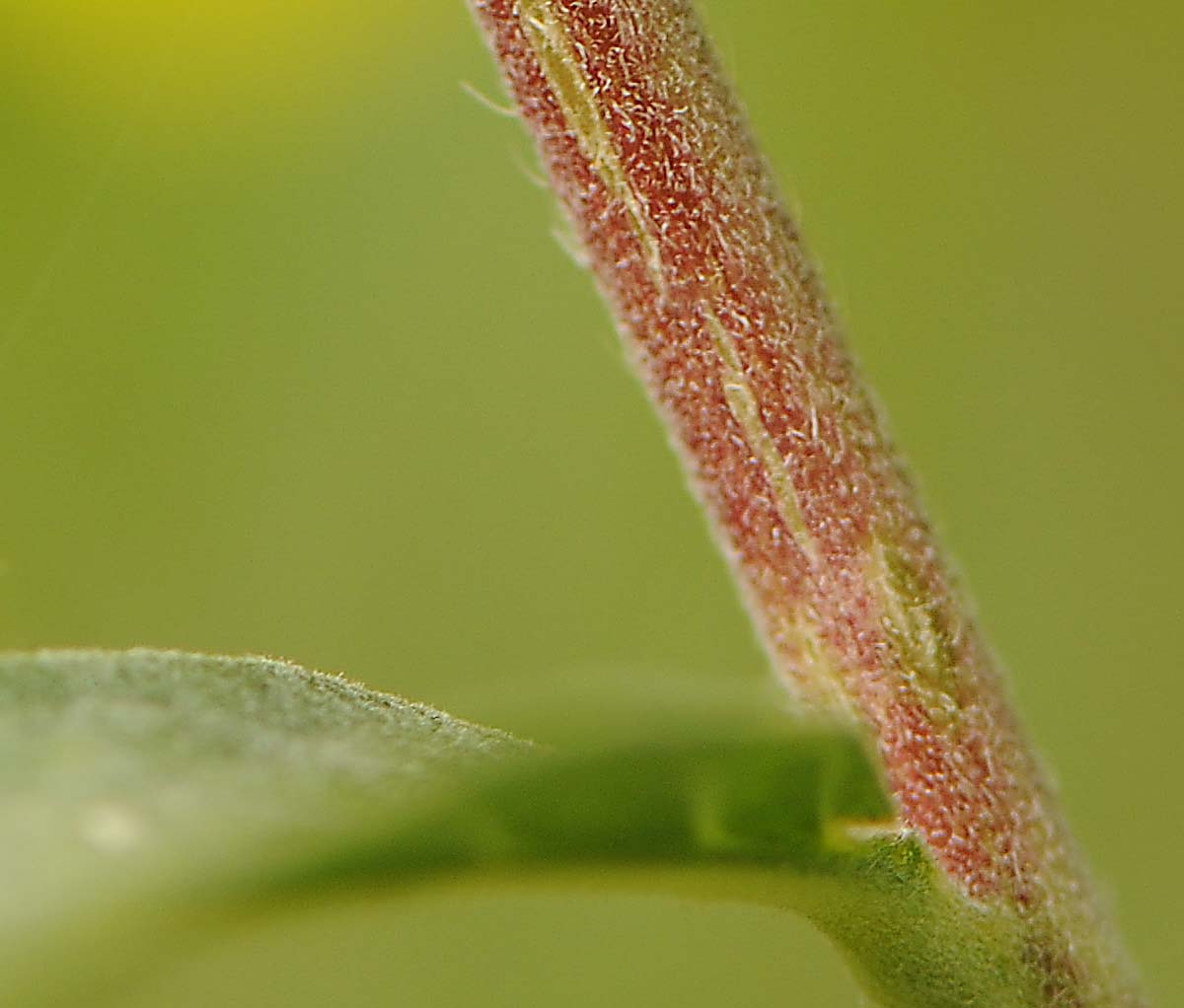 Oenothera biennis / Enagra comune