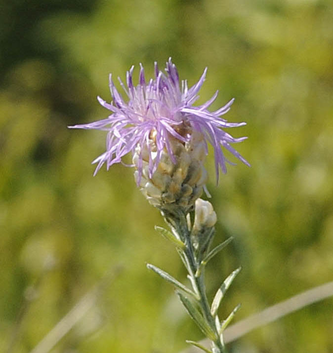 Centaurea jacea subsp gaudinii / Fiordaliso di Gaudin