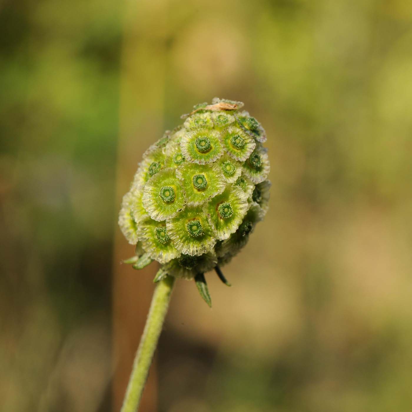 Scabiosa da determinare