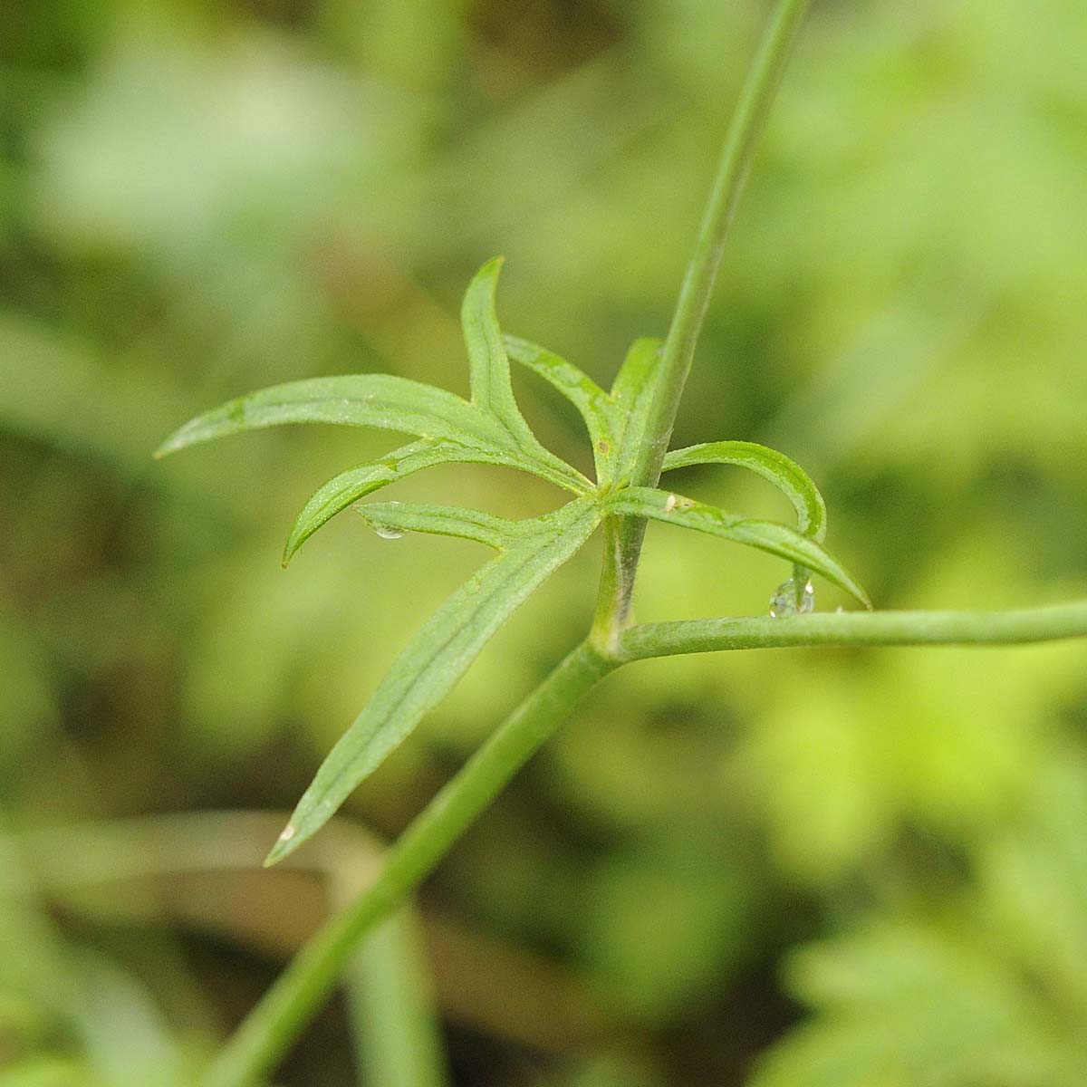 Ranunculus acris / Ranuncolo comune