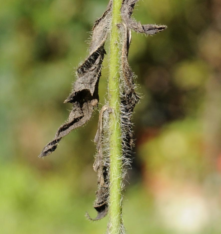 Asteracea da determinare - Hieracium sp.