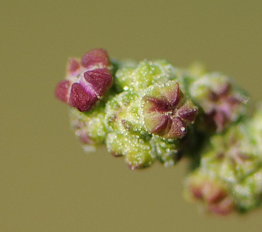 Blitum (Chenopodium) capitatum?