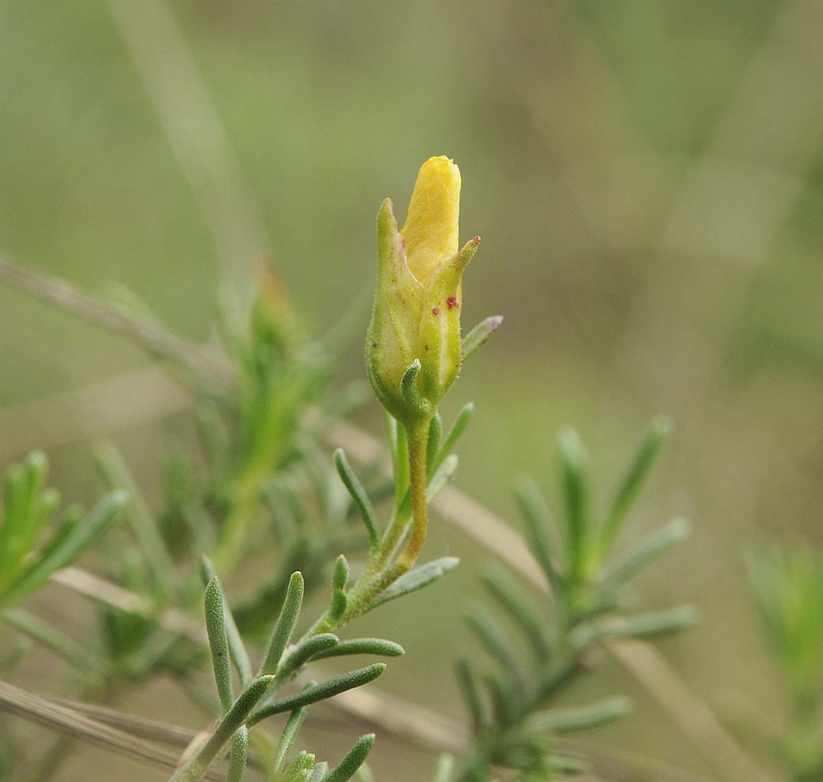 Fumana ericifolia / Fumana mediterranea