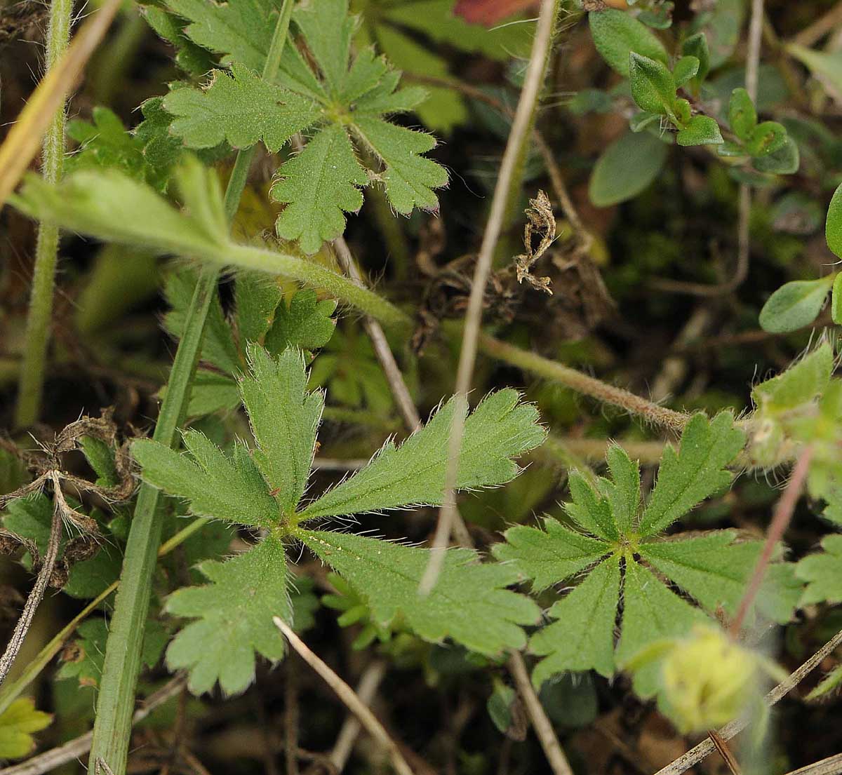 Determinare una potentilla