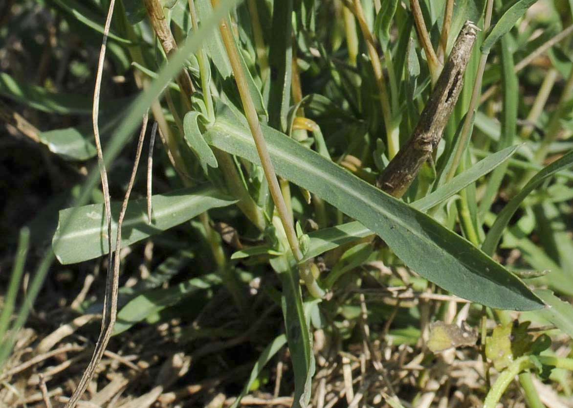 Lactuca saligna / Lattuga saligna