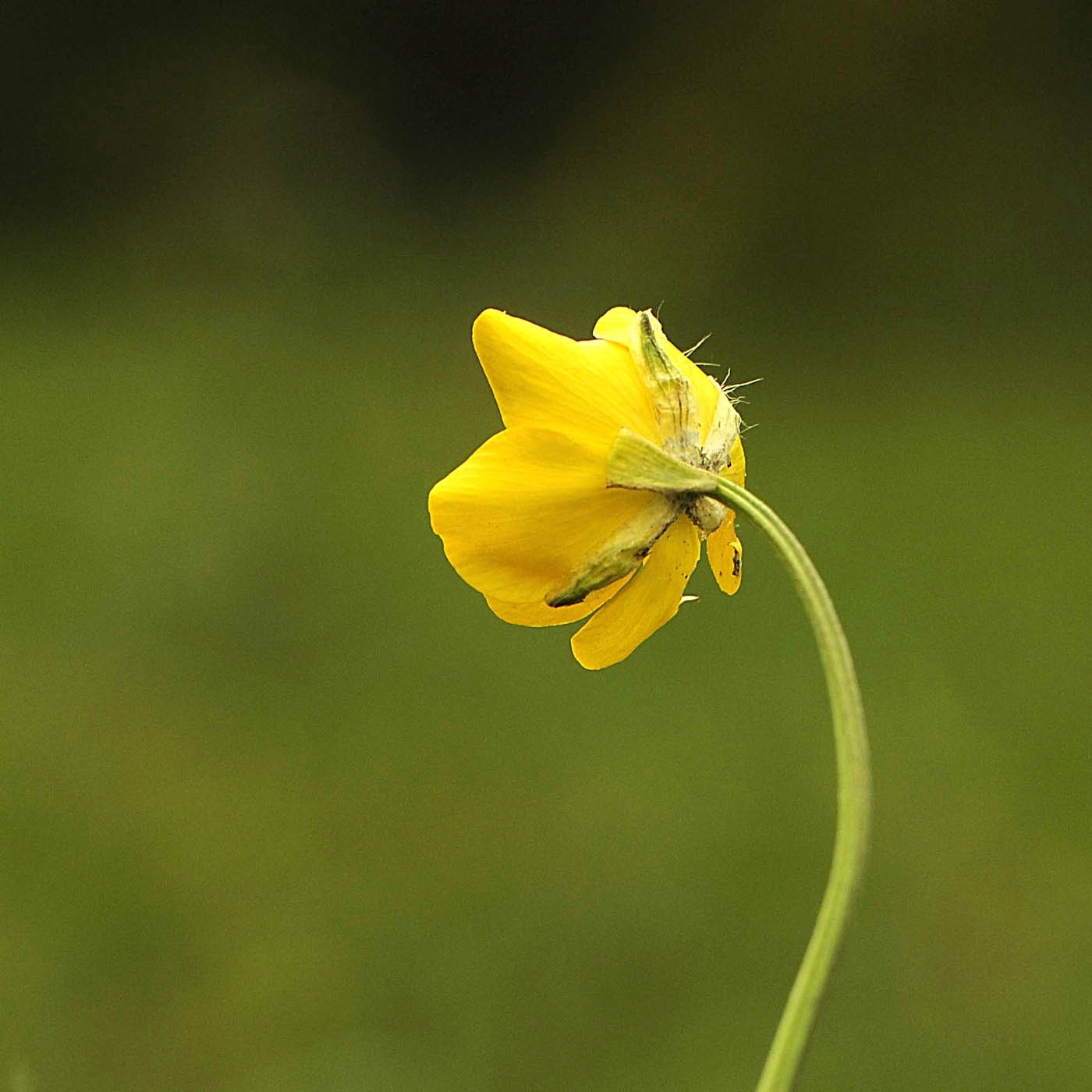 Ranunculus bulbosus  subsp. aleae