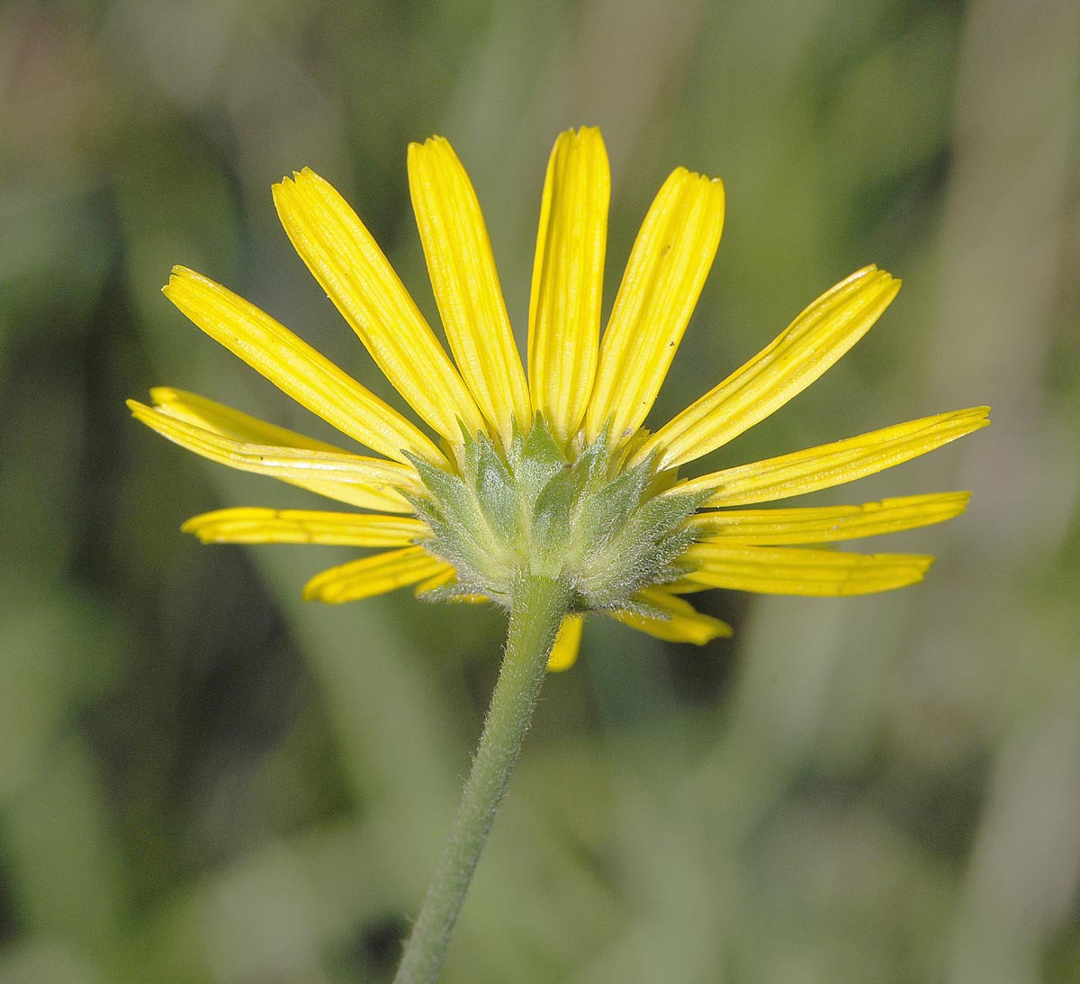 Buphthalmum salicifolium subsp salicifolium / Asteroide salicina