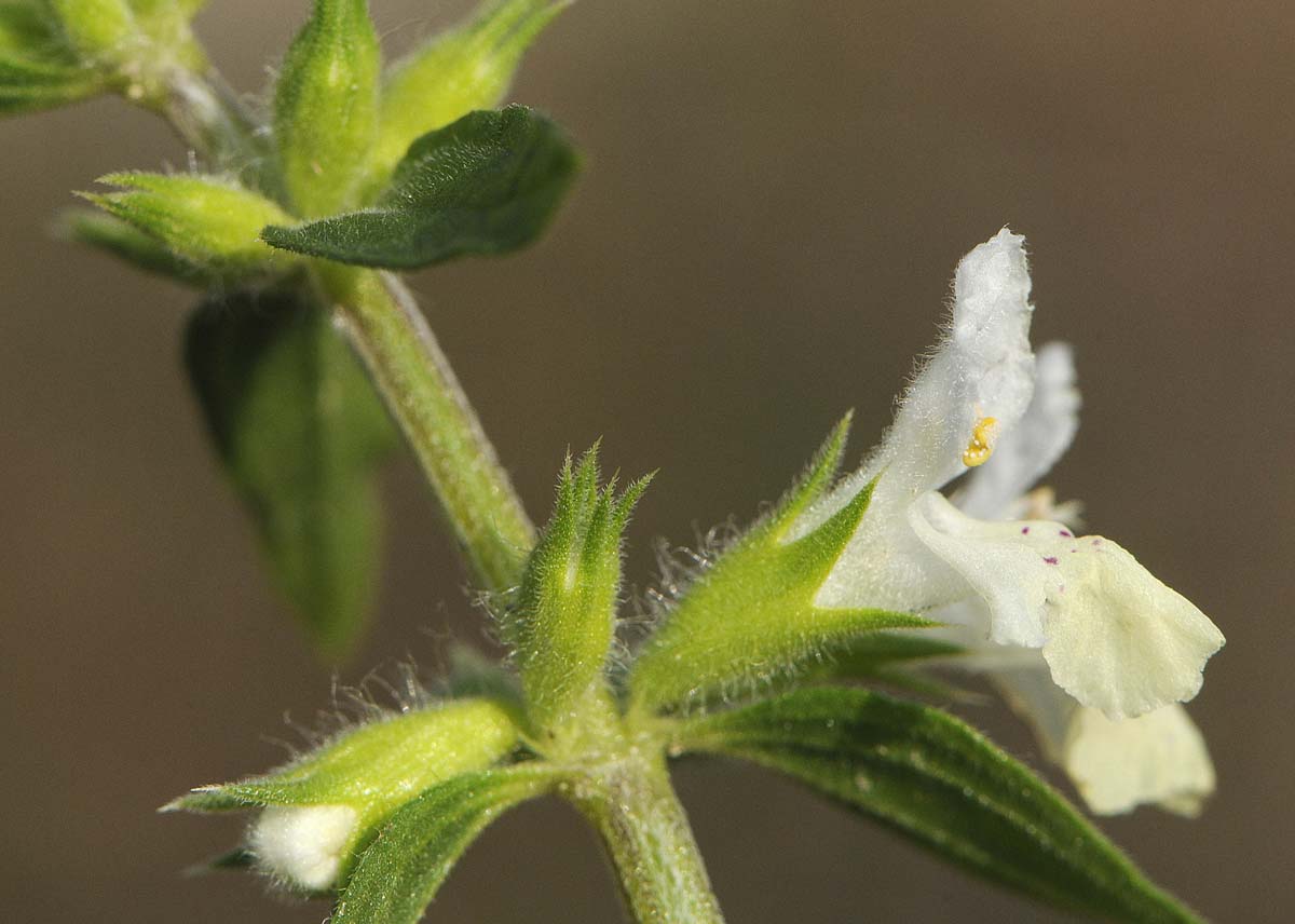 Stachys annua / Stregona annuale