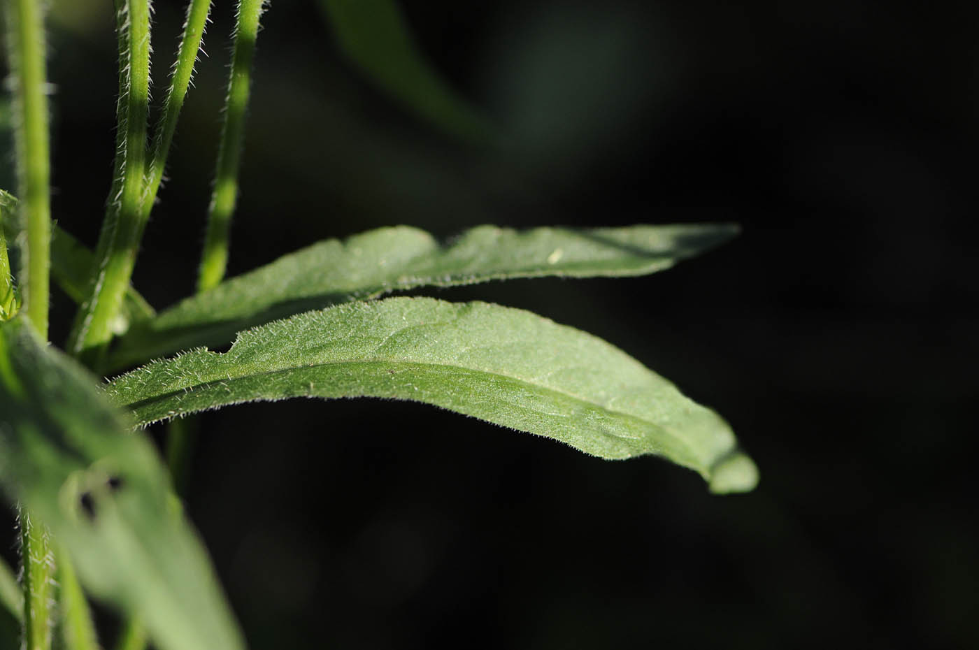 Campanula rapunculus / Raperonzolo