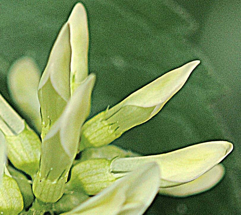 Astragalus glycyphyllos / Astragalo falsa-liquerizia