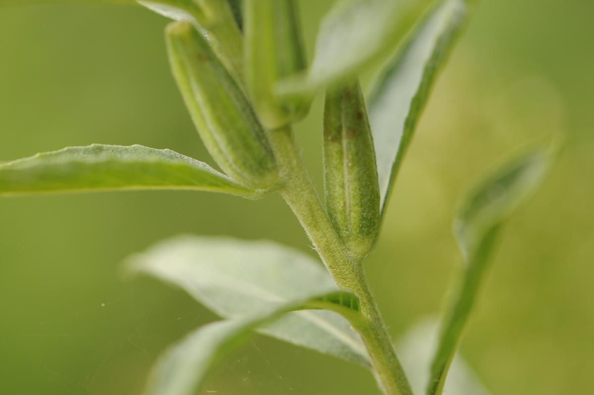 Oenothera biennis / Enagra comune