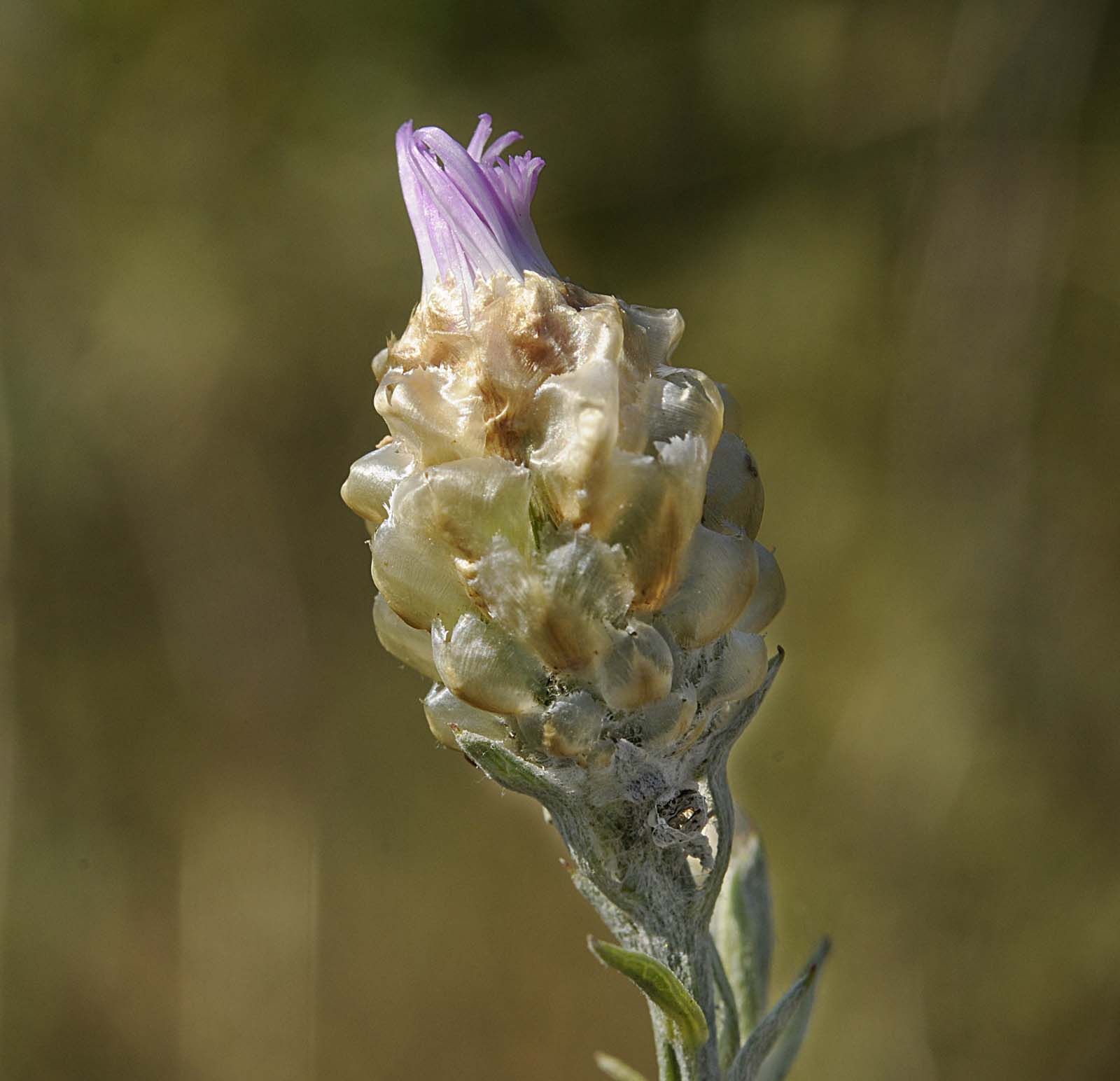 Centaurea jacea subsp gaudinii / Fiordaliso di Gaudin