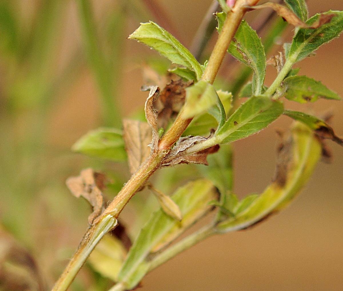 Epilobium hirsutum