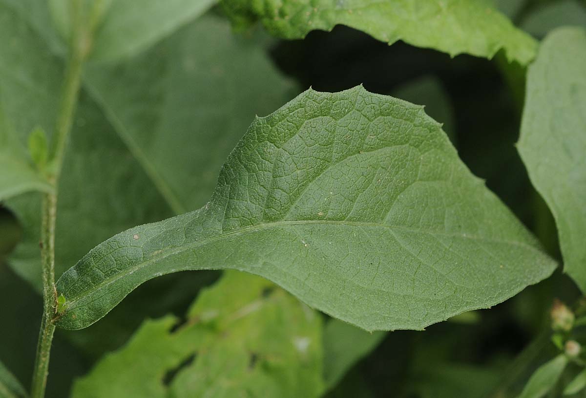 Centaurea nigrescens / Fiordaliso nerastro