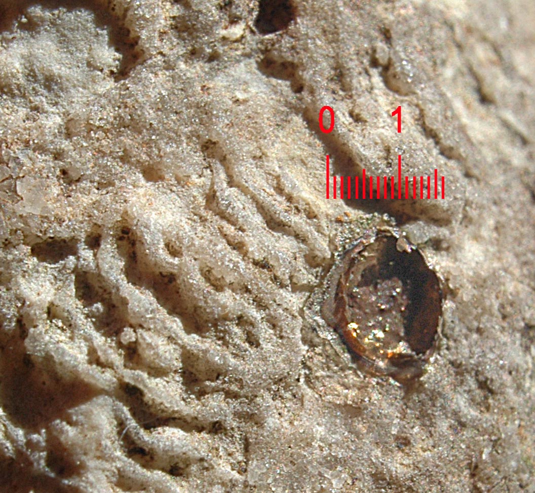 Fossile di corallo con strane inclusioni