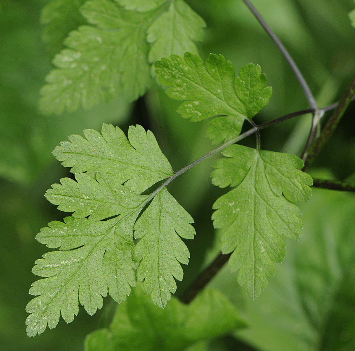 Chaerophyllum temulum / Cerfoglio peloso