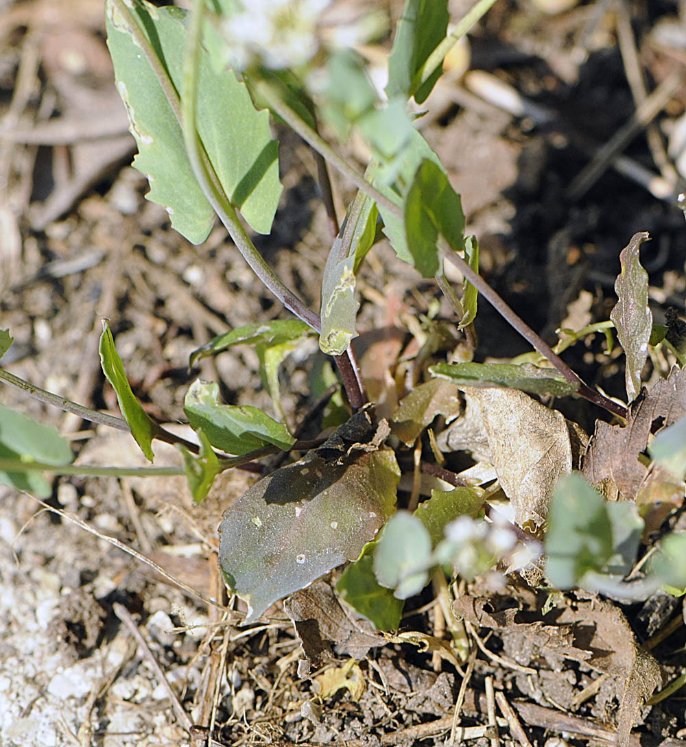 Microthlaspi perfoliatum (=Thlaspi perfoliatum ) / Erba storna perfogliata