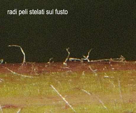 Hieracium gr. sabaudum