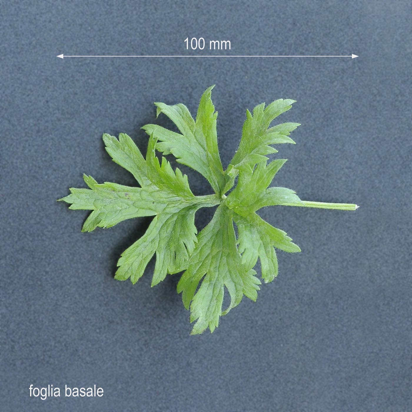 Ranunculus acris / Ranuncolo comune