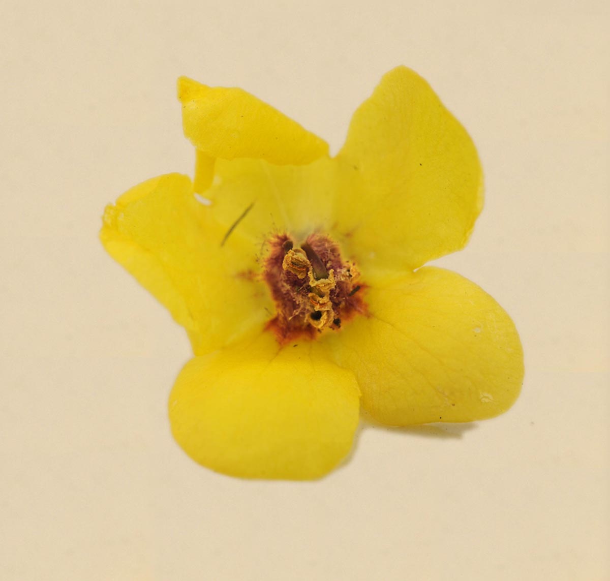 Verbascum blattaria / Verbasco polline
