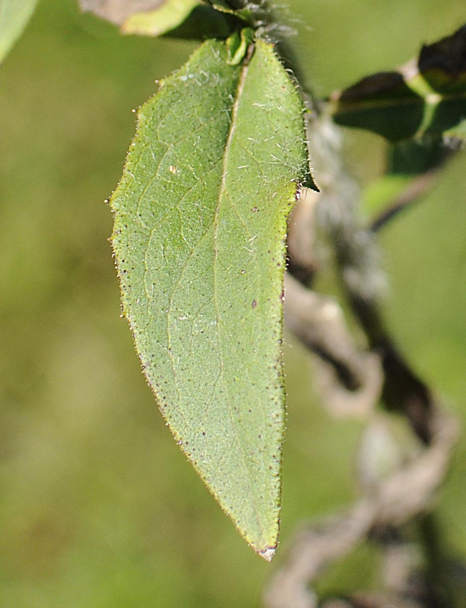 Asteracea da determinare - Hieracium sp.