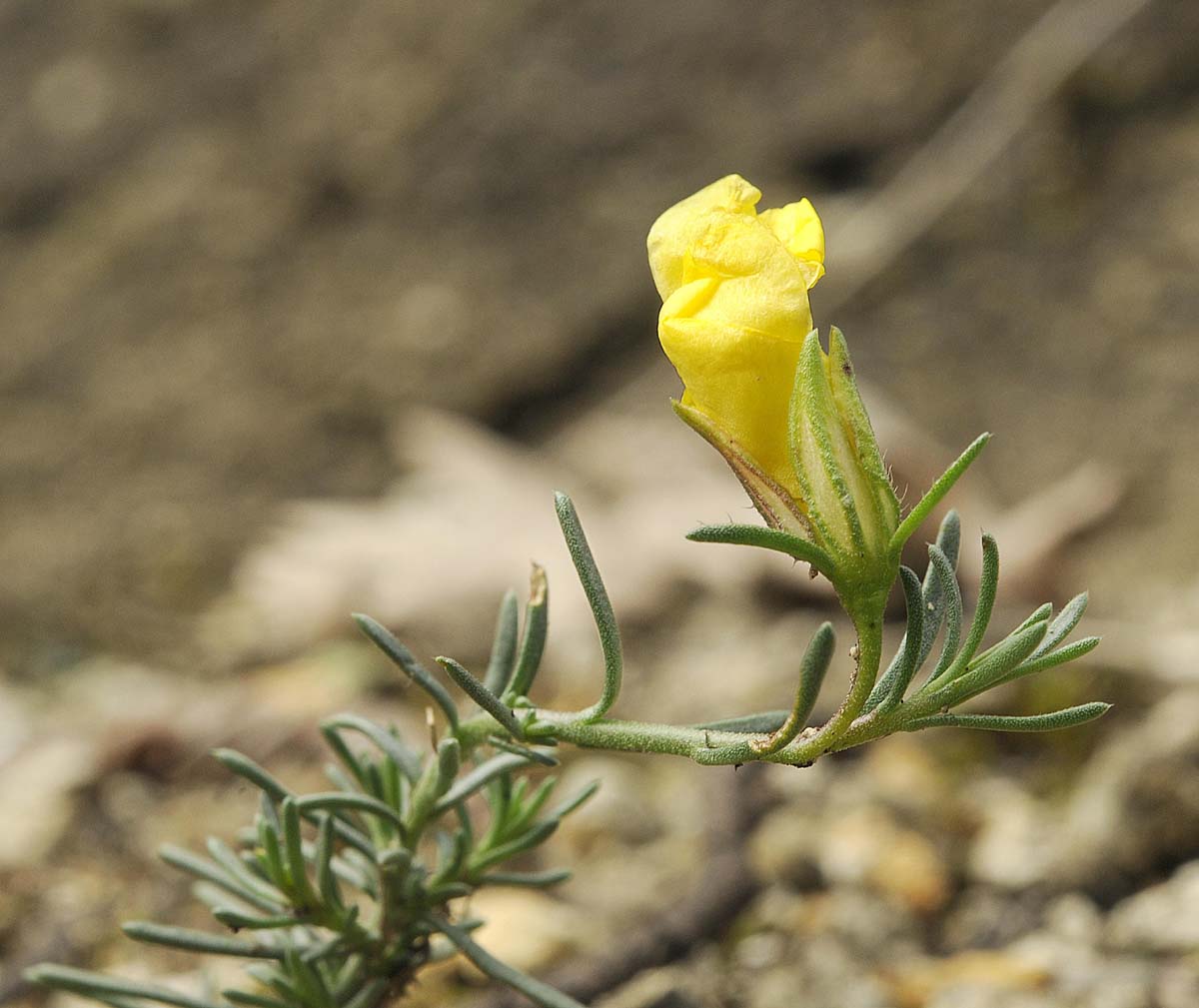 Fumana ericifolia / Fumana mediterranea