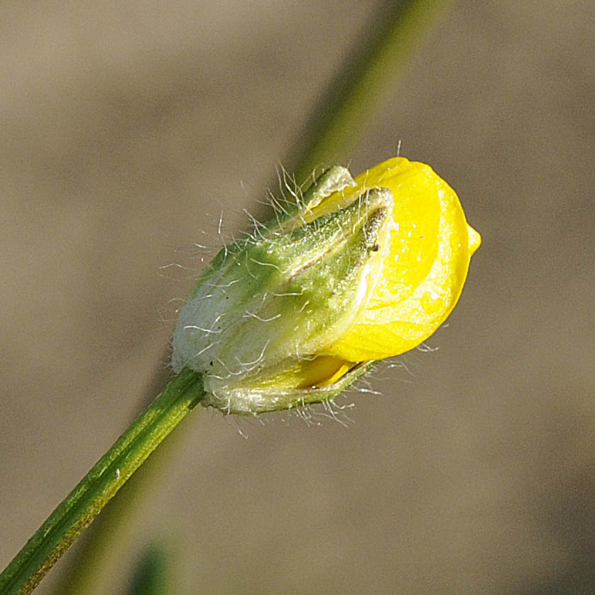 Ranunculus bulbosus  subsp. aleae