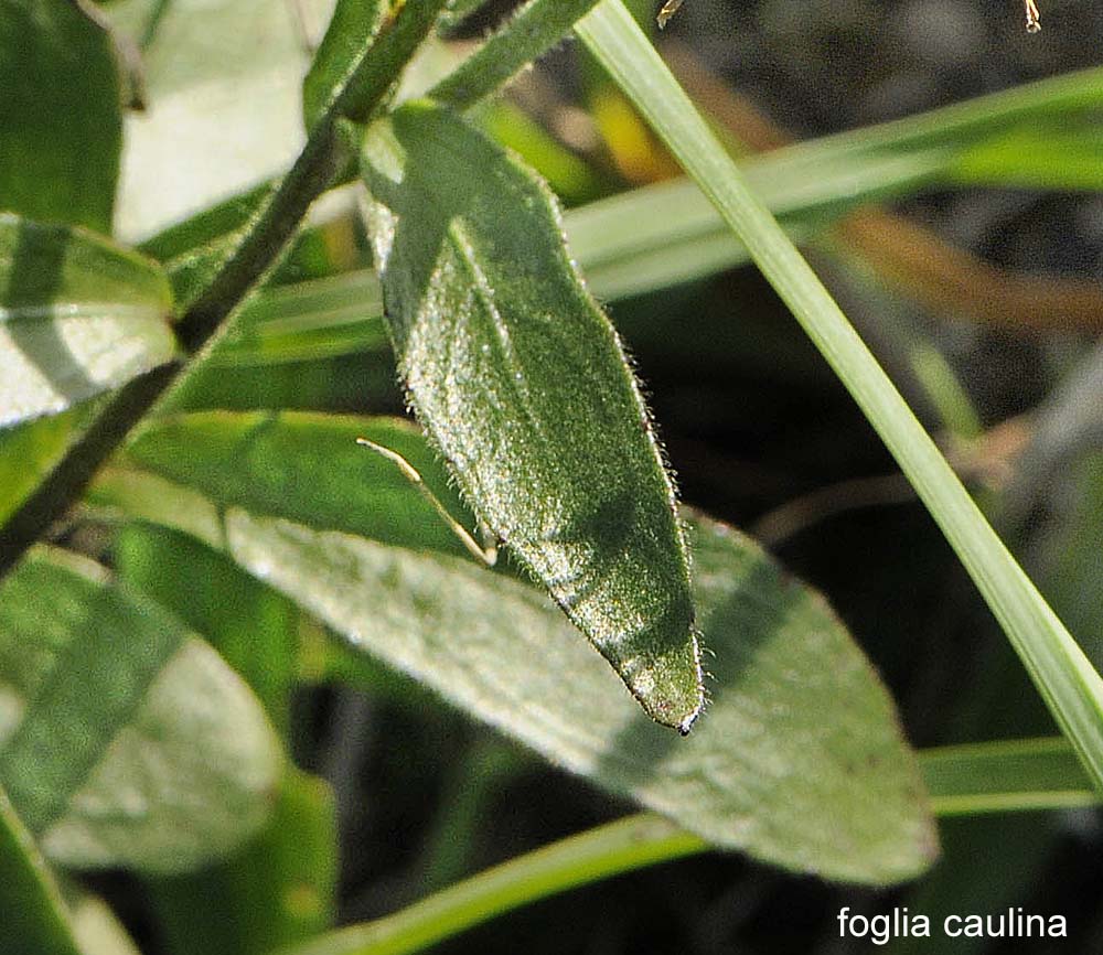 Buphthalmum salicifolium subsp salicifolium / Asteroide salicina