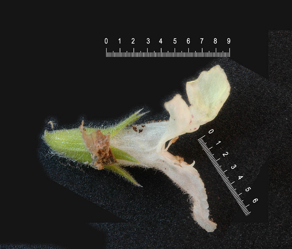 Stachys annua / Stregona annuale