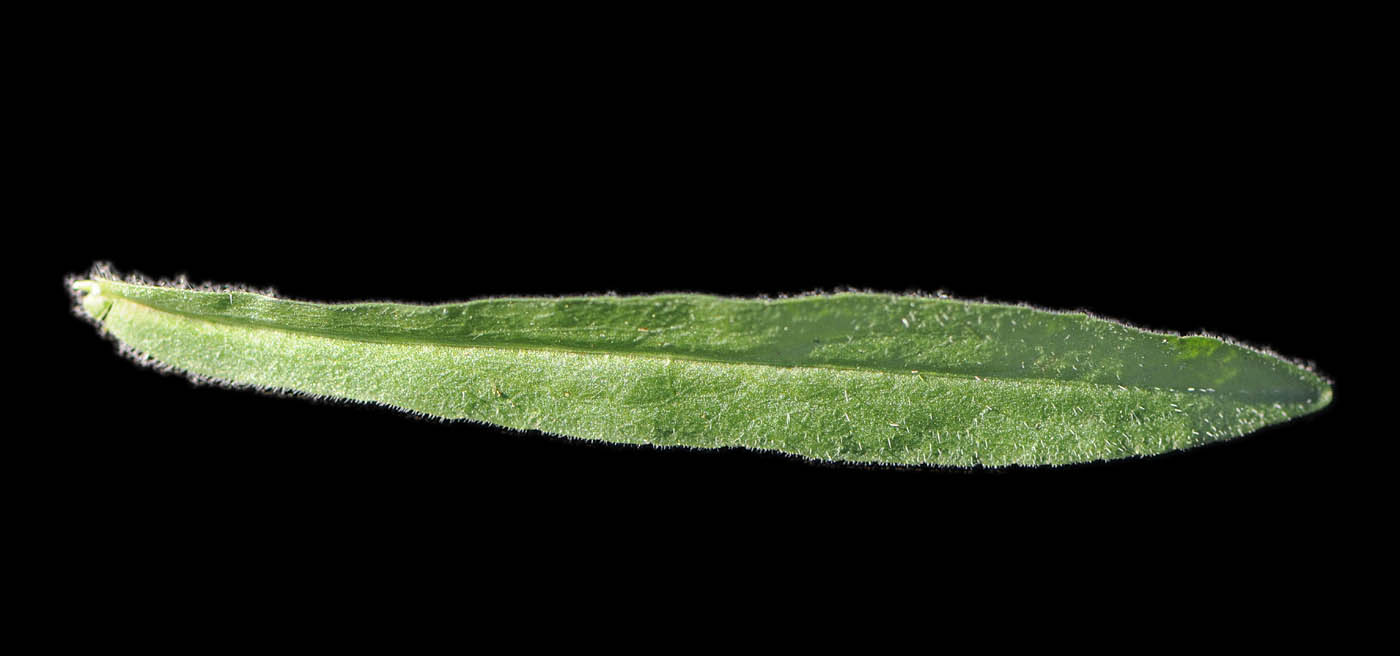 Campanula rapunculus / Raperonzolo