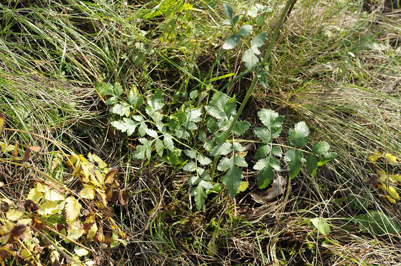Peucedanum cervaria (=Cervaria rivini ) / Imperatoria cervaria