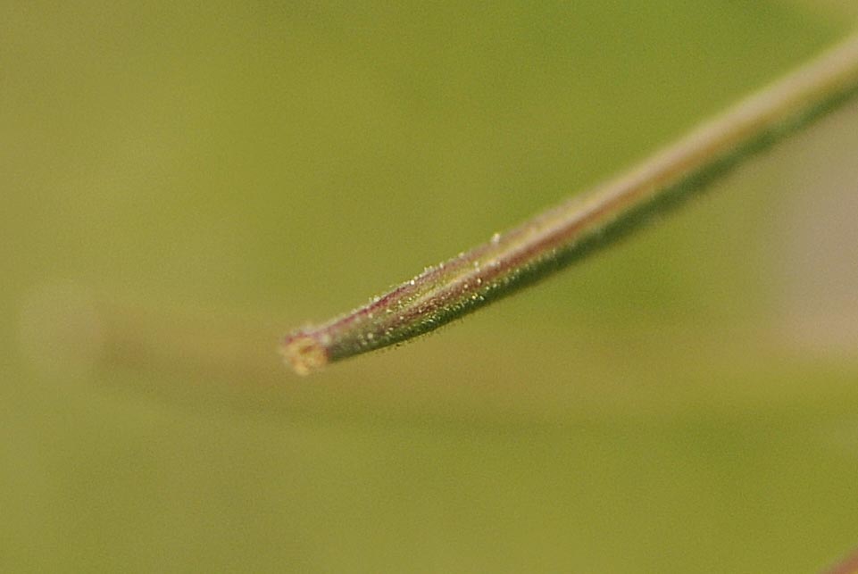Epilobium hirsutum