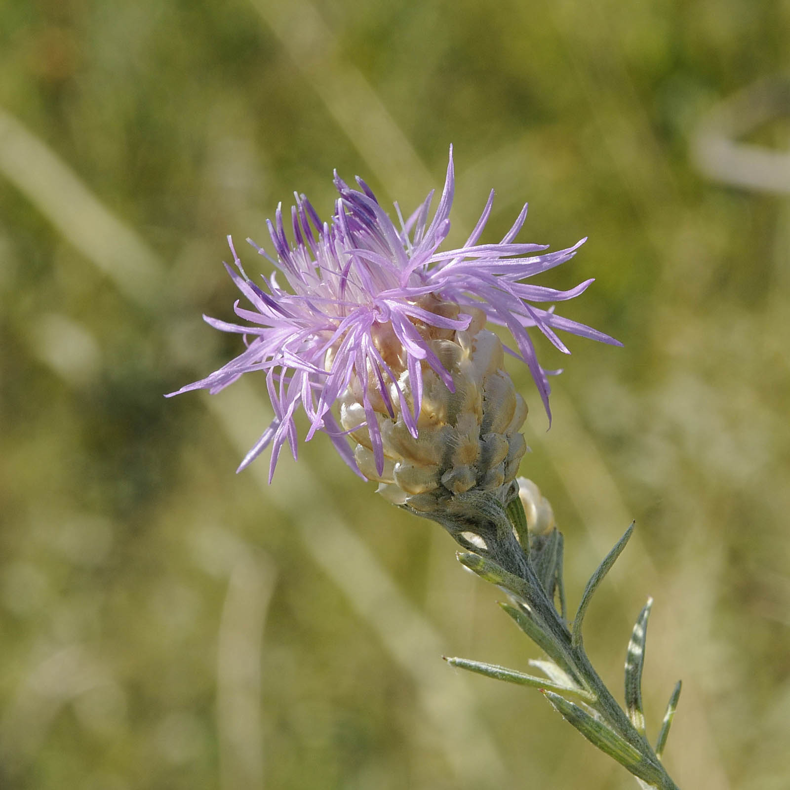 Centaurea jacea subsp gaudinii / Fiordaliso di Gaudin