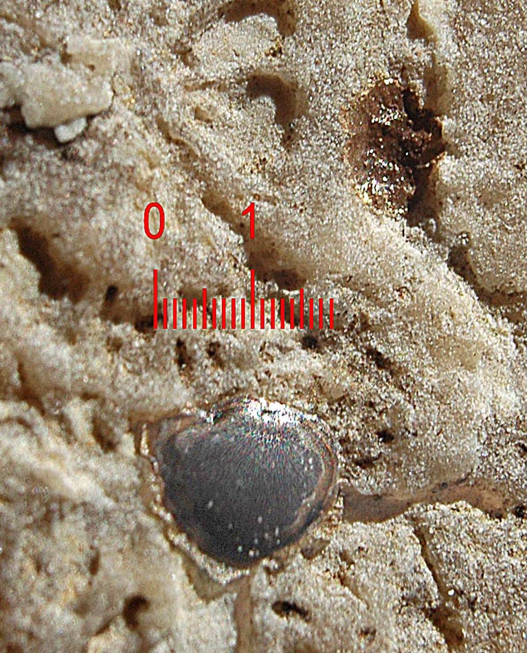 Fossile di corallo con strane inclusioni