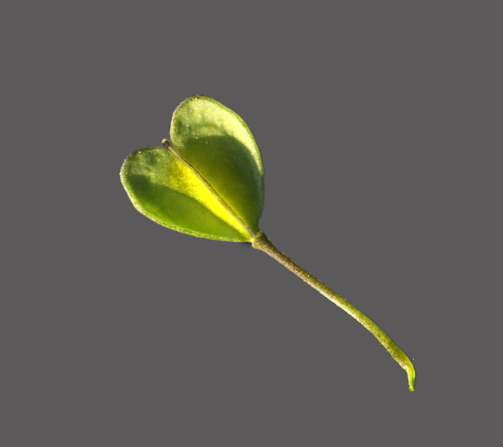 Microthlaspi perfoliatum (=Thlaspi perfoliatum ) / Erba storna perfogliata