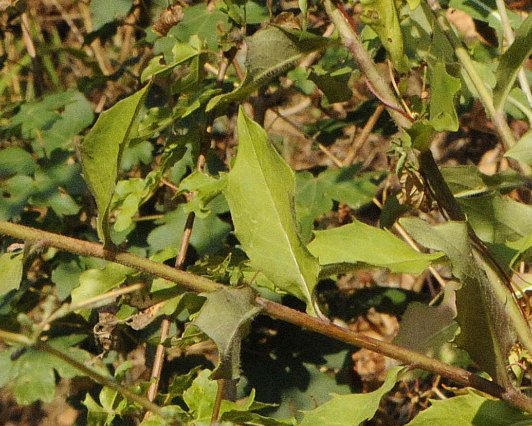Hieracium gr. sabaudum