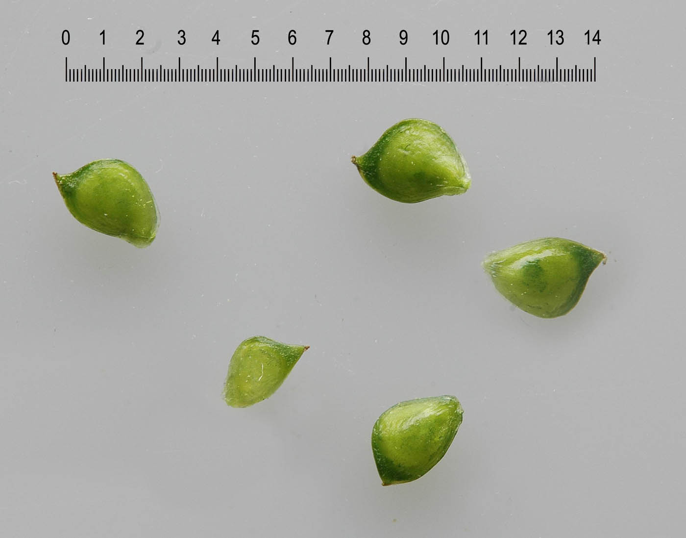 Ranunculus acris / Ranuncolo comune