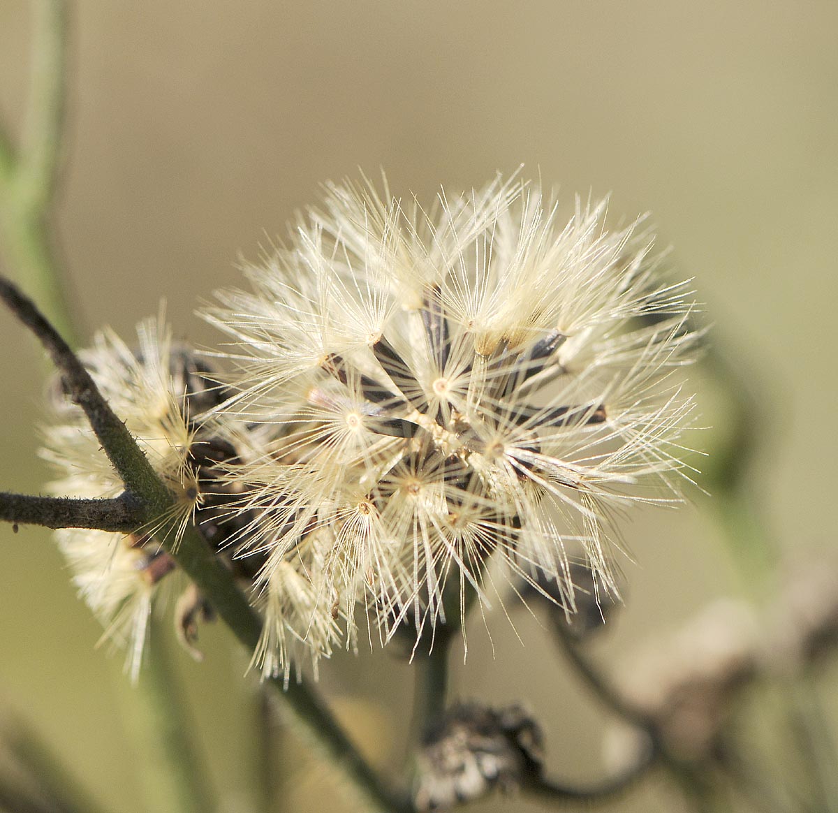 Asteracea da determinare - Hieracium sp.