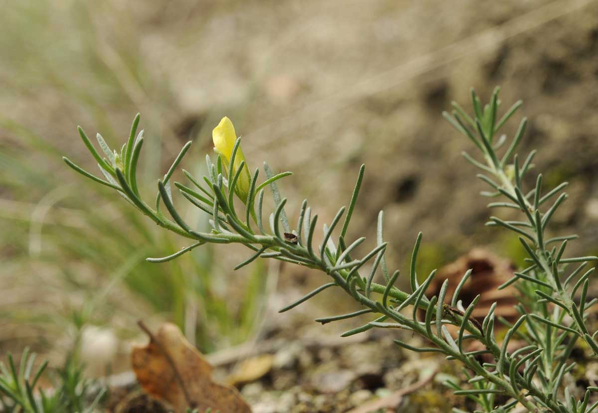 Fumana ericifolia / Fumana mediterranea