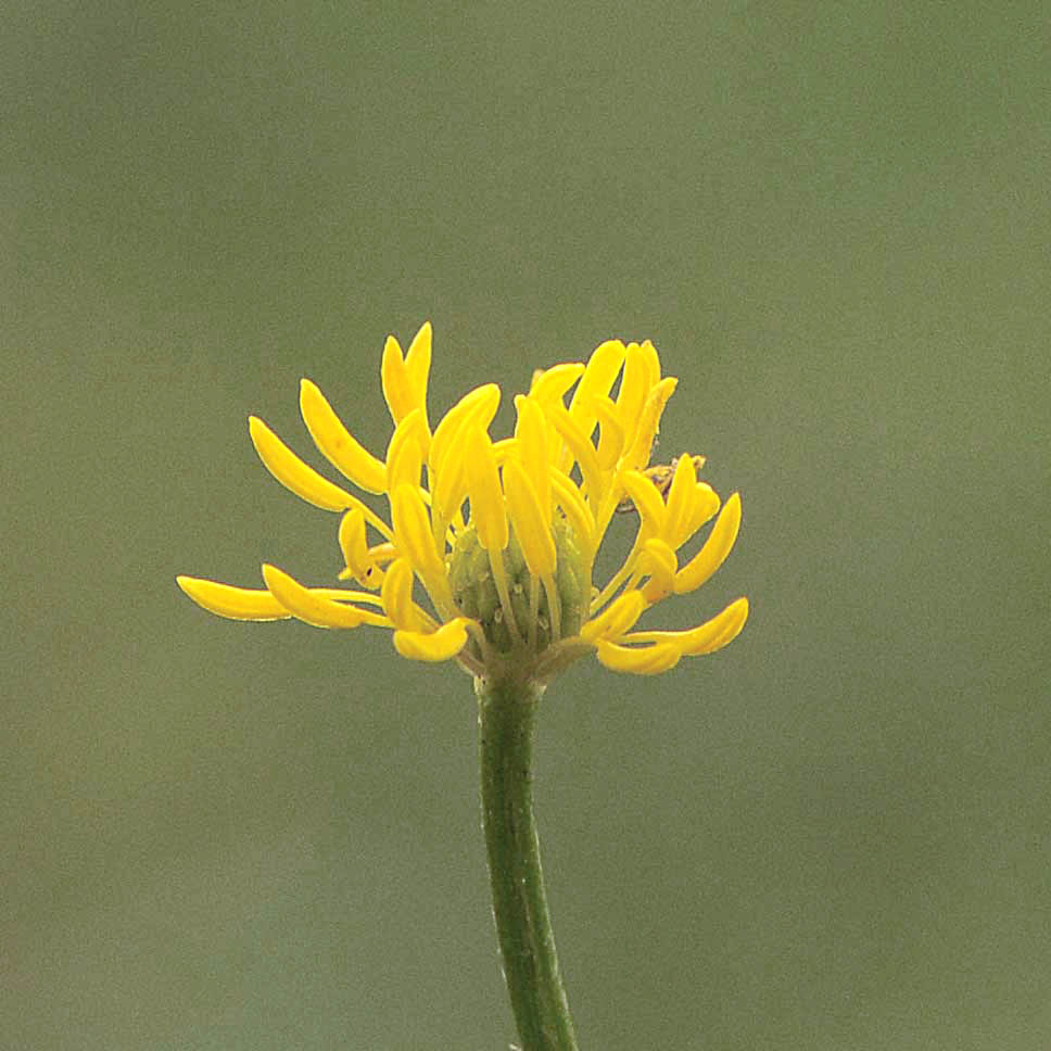 Ranunculus bulbosus  subsp. aleae