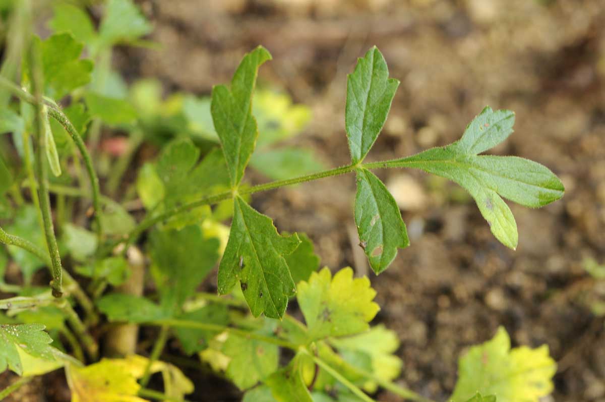 Pimpinella saxifraga /Tragoselino comune
